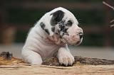 DOGUE ALLEMAND 979